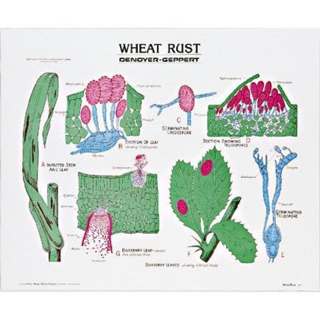 DENOYER-GEPPERT Charts/Posters, Wheat Rust Chart Mounted 1895-10
